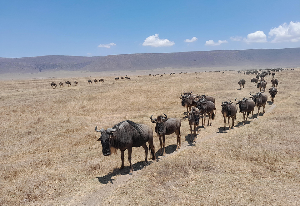 Ngorongoro_Crater_01